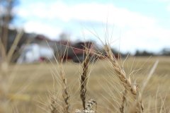 澳洲小麦有望连续第三年大丰收