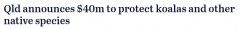 考拉数量正在减少，昆州政府斥资$4000万保护本土物种（图）