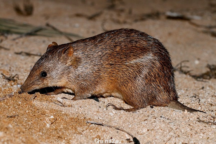 A golden bandicoot