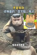 不是我看脸，但这猴子长得可真怪啊！