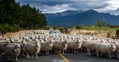 新西兰终于要对牛羊下手了？或成首个对“打嗝”收费的国家