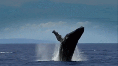 我“鲸”了！墨尔本绝佳观鲸点，网友们真的都拍到了~