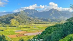 美国夏威夷，遍地野鸡成为可爱岛的标志之一，实在太震撼了