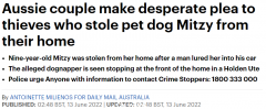 小心！澳人9岁宠物狗家中被盗，嫌犯作案视频曝光（视频/组图）