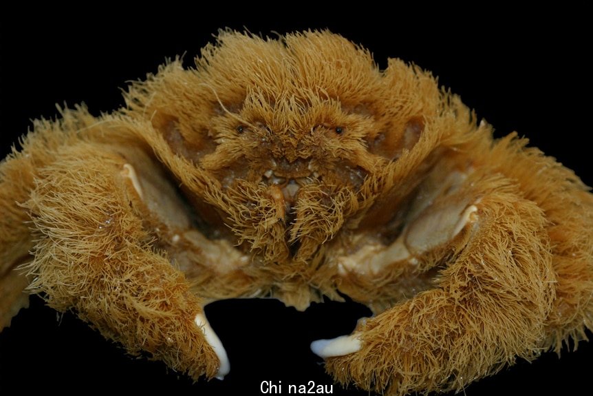 西澳发现新的海绵螃蟹物种。