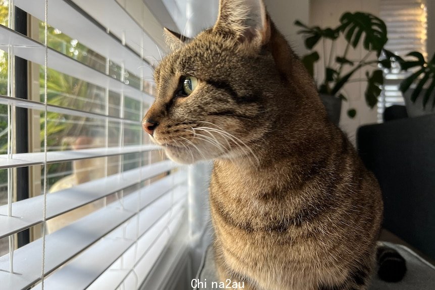一只猫望向窗外