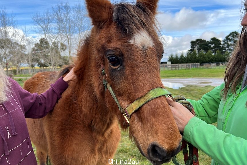 horse being patted affectionately by two women