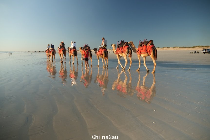 A small number of tourists ride a camel train down Cable Beach, near Broome, WA.