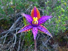 西澳南部有一种稀有兰花，十年才开