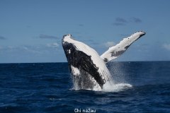 昆士兰东岸座头鲸迁徙中 每年学“新歌”