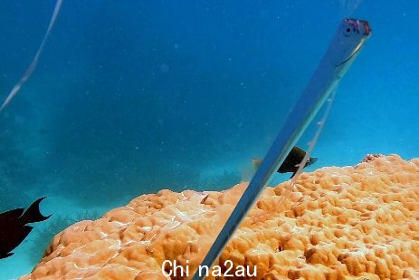 Silver blue long thing fish above some brown brain coral