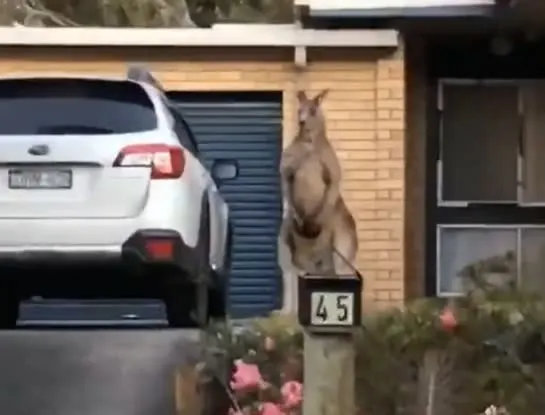 澳洲一只袋鼠抬头挺胸站在民宅前。 （图／翻摄自TikTok／caragh19）