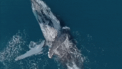 震撼实拍！澳洲海面开始被鲸鱼占领，4万头座头鲸正在赶来，无数人亲眼目睹，太壮观了...（组图）