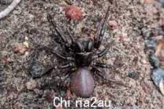 澳洲研究人员最新发现：澳洲最毒毒蜘蛛竟是救命神器