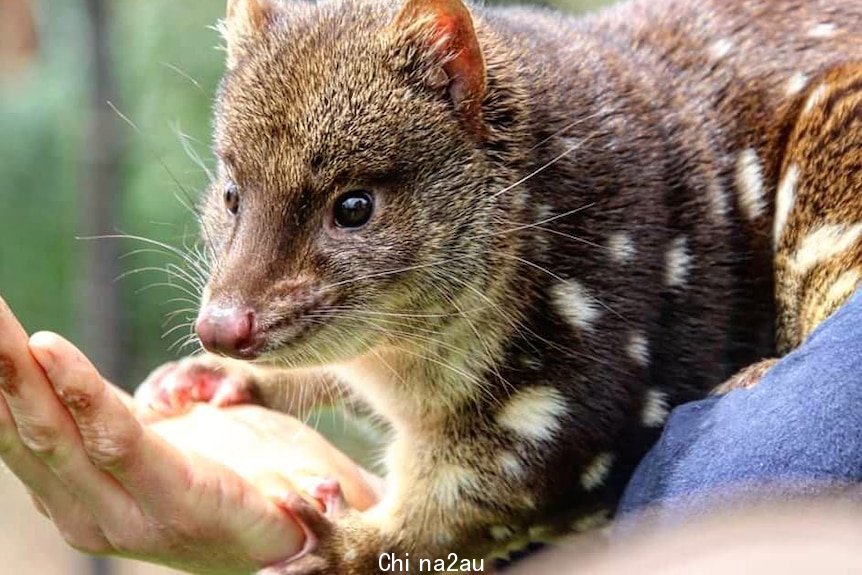 A spotted tail quoll
