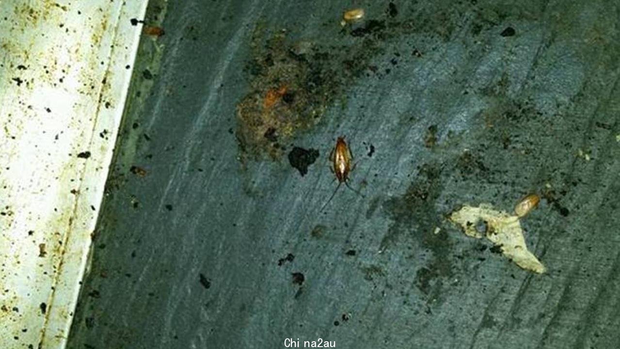 A photo of a live cockroach and egg casings seen by inspectors during the inspection.
