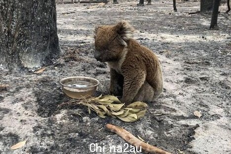 Injured koala taking a drink after the devastating fire ripped through the Lucindale district on the Limestone Coast in SA.