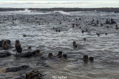 公民科学家协助寻找菲利普岛海豹幼崽死亡率高原因