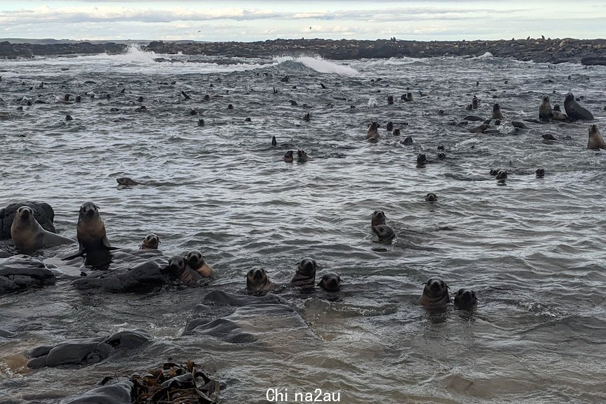 Seals in the water and on rocks.