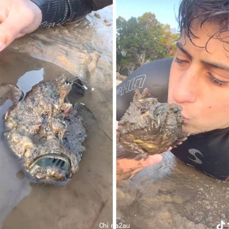 澳洲男子把有剧毒的石头鱼捧起来亲吻。 图取自抖音