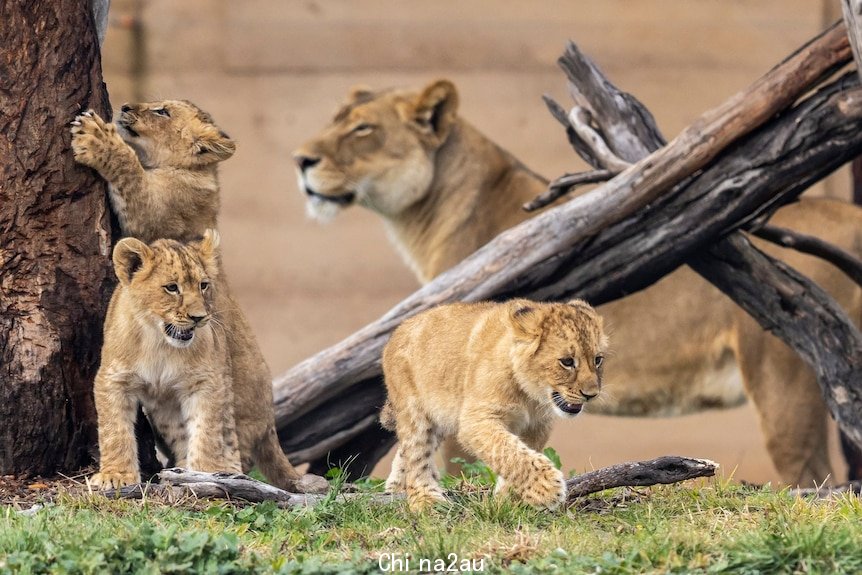Three lion clubs play, growl and climb a tree while their mother stands in the background