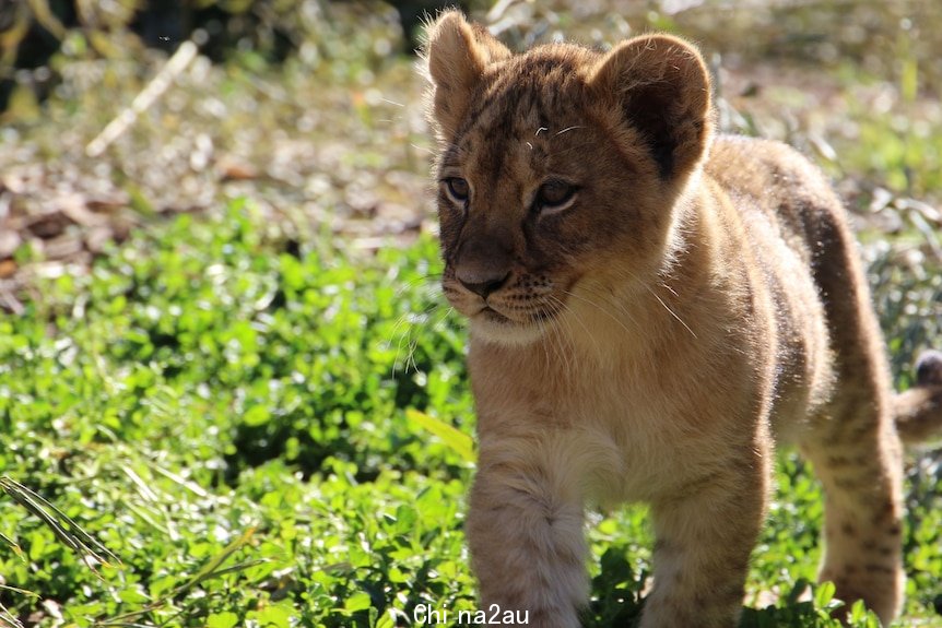 A close up of a lion cub
