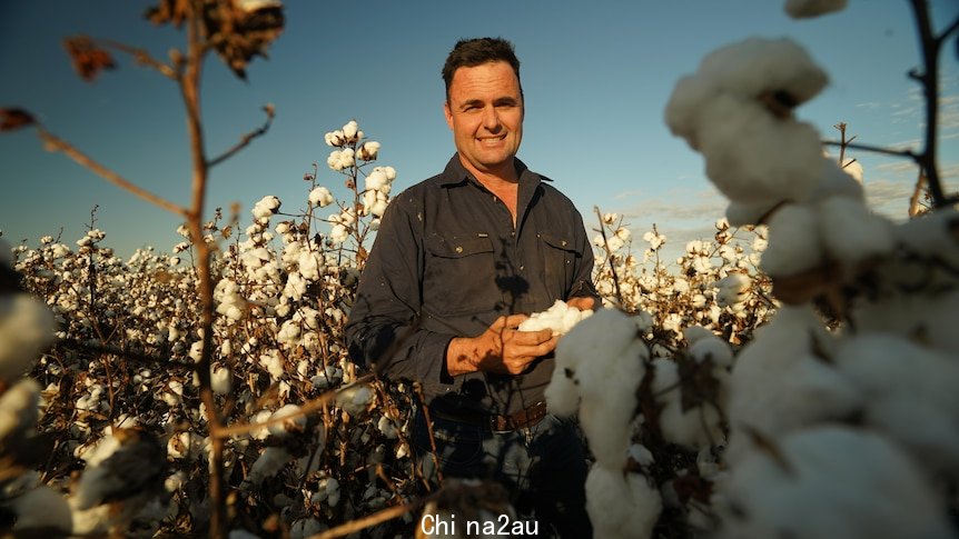 Man standing in cotton field looking at camera