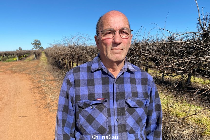 Man in blue shirt standing in vineyard staring at camera