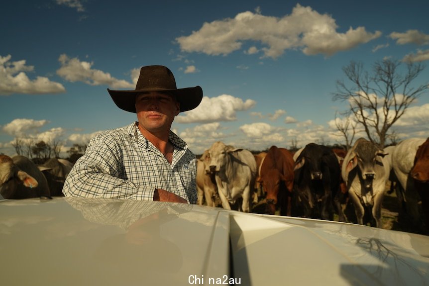 Man wearing cowboy hat standing near white car bonnet in a paddock full of cows