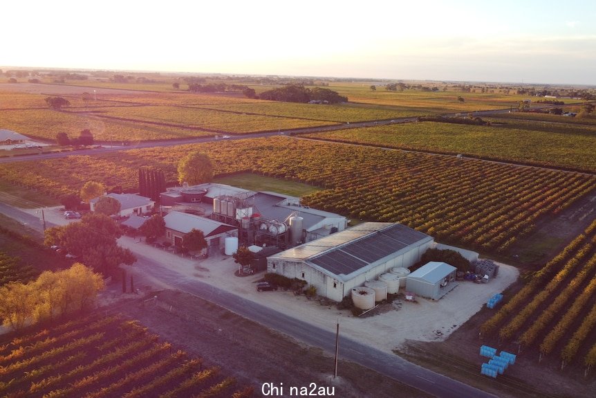 An aerial view of a vineyard.