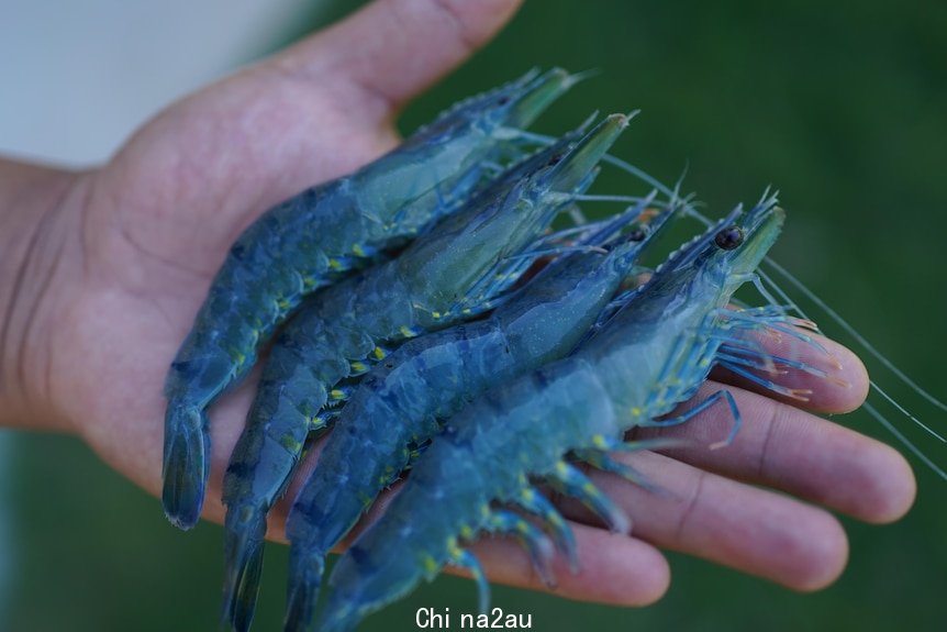 A hand holding four tiger prawns. 