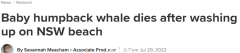 可惜！鲸鱼宝宝搁浅新州海岸，多部门救援仍不幸死亡（组图）