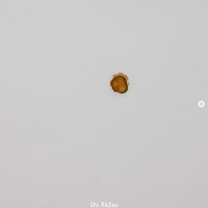 ▲▼纽西兰Michael Lett艺廊展出的一片麦当劳「酸黄瓜」，作品要价1万纽币（约新台币18.6万元）。 （图／翻摄自IG／@michaellettgallery）