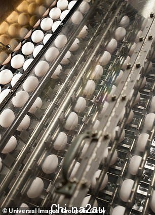 A NSW egg farmer told Daily Mail Australia the shortage could last until October