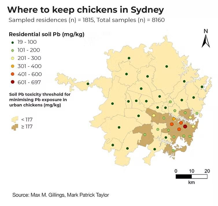 A map graphic of Sydney showing the levels of lead risk for backyard chickens. 
