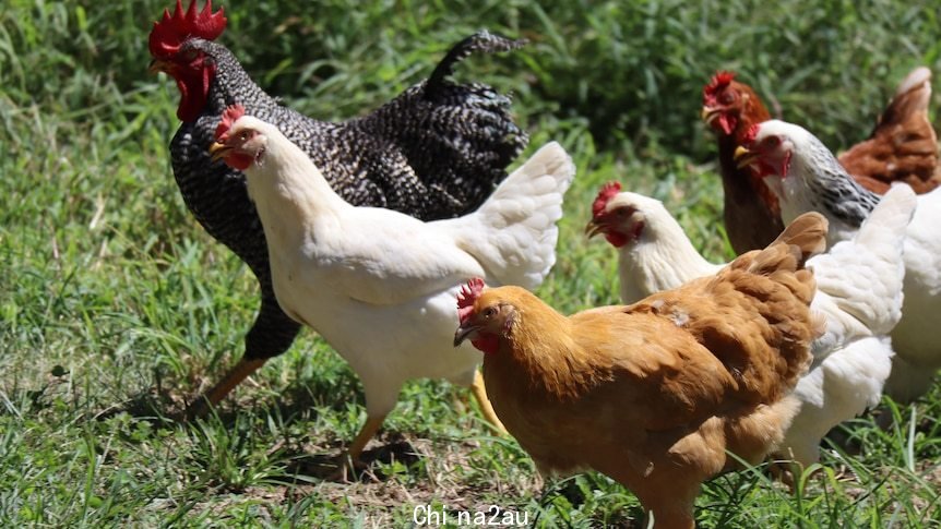 Black white and brown chickens run in the grass