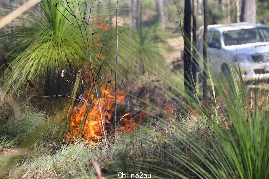 A controlled fire is burning next to green grass trees with a vehicle in the background