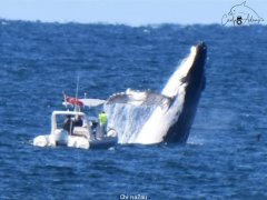 摄影师捕捉到了鲸鱼在Coffs Harbour的船附近跃出水面的镜头