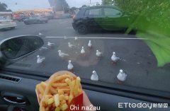 澳华人买完薯条冲上车，窗外聚集20几只“海鸥大盗”，网友：小心被围殴（组图）