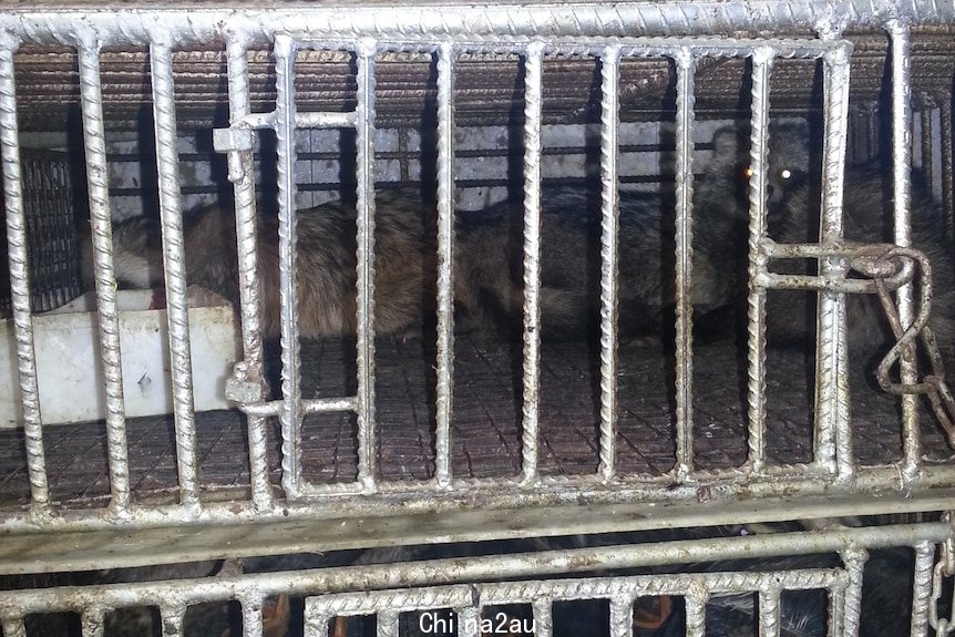 Racoon dogs for sale in Wuhan market