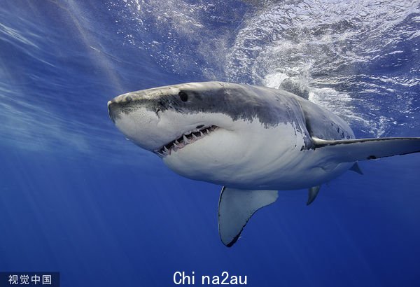 ▲▼鲨鱼,大白鲨。（图／CFP）