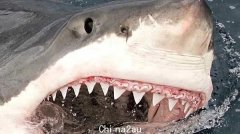 澳少年遭5米巨鲨追杀！发表澳式感言：感谢
