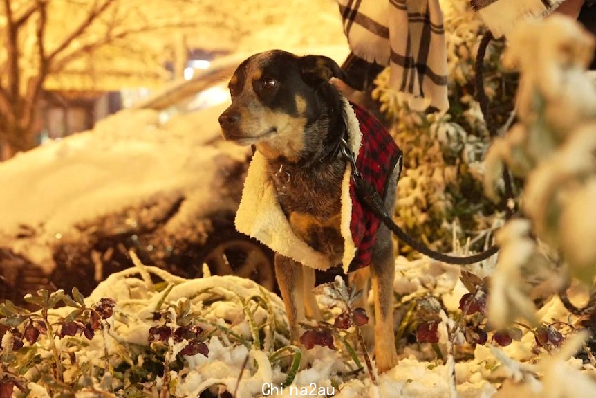 A dog in a jumper surrounded by snow 