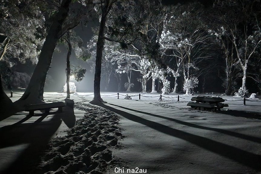 Snow cover and trees