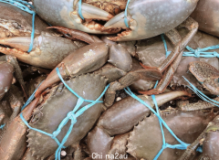 悉尼华人海鲜店卖死泥蟹，顾客质疑“有毒”！各界众说纷纭，食品安全局表态了...（视频/组图）