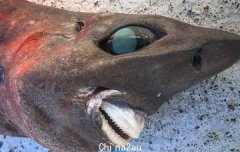 澳男深海600m捕诡异怪鱼，“凸眼暴牙”模样吓坏网：看了会做恶梦（图）