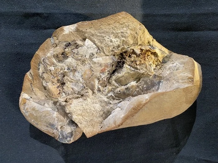 研究人员在GOGO鱼化石中发现了具有3.8亿年历史的3D保存心脏。图片来源：科廷大学/雅思明·菲利普斯