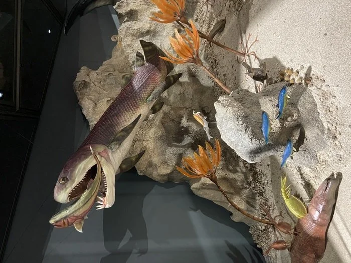 西澳博物馆的Gogo鱼立体模型。图片来源：科廷大学/凯特·特里纳斯蒂奇