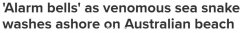 当心剧毒海蛇冲上澳洲海滩！专家警告：它们好久没吃东西了，会咬人...（组图）