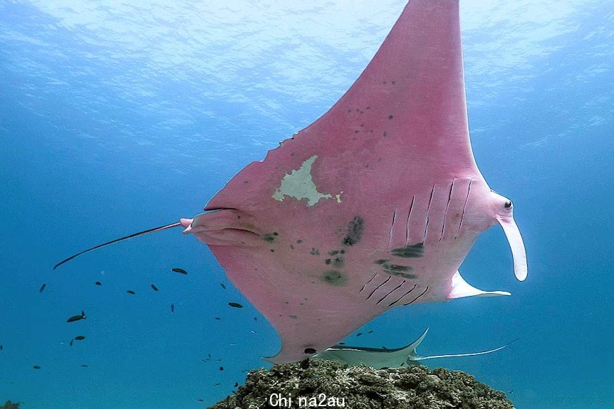 A pink manta ray glides under the sea in coral.